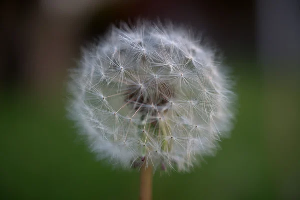 Dandelion (karahindiba officinale)