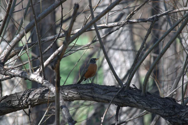 Amerikalı Robin (turdus migratorius)