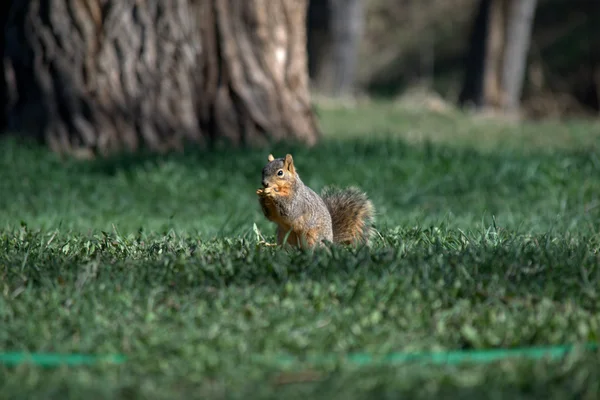 Fox veverka (Sciurus niger), — Stock fotografie