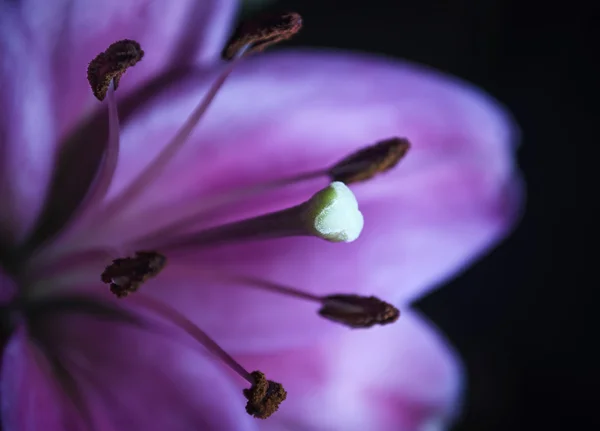 Macro shot of lily — Stock Photo, Image