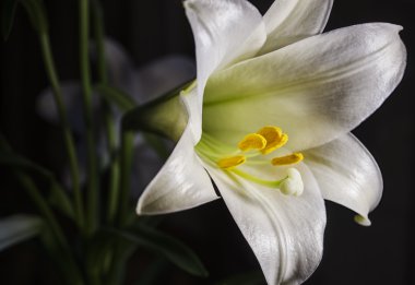 Paskalya Lily çiçek