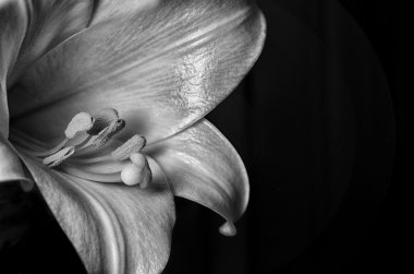 Tek renkli Paskalya Lily