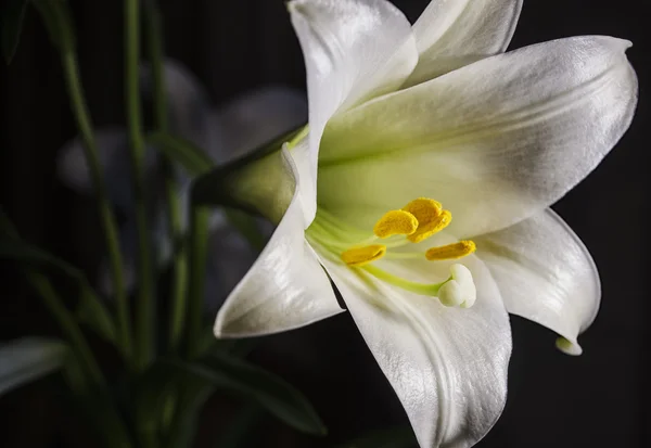 Fiore di giglio di Pasqua — Foto Stock