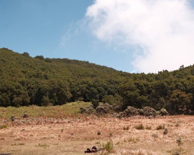 Bir manzara doğal güzelliğin özünü yakalar. Bereketli yeşil orman bulutlu mavi gökyüzünün altında altın bir tarlayla buluşuyor. Barışı, doğayı ve açık hava yaşam tarzını teşvik eder. Seyahat reklamları için ideal