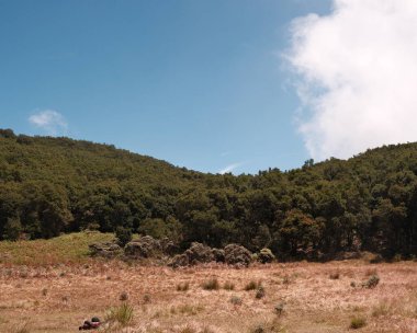 Doğanın dingin güzelliğini bu görüntüyle yakalayın. Bereketli bir orman, yuvarlanan tepeler ve tüylü bulutlarla benekli açık mavi bir gökyüzü. Seyahat, doğa ya da açık hava teması için ideal. Doğayı keşfet.