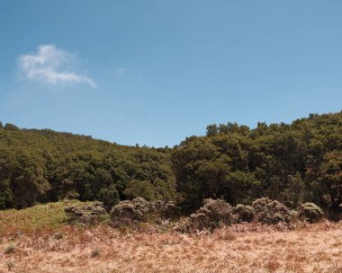 Kendini huzurlu bir manzaraya daldır. Bu sahnede yeşil orman ve açık gökyüzü manzarası sergileniyor. Seyahat, doğa, çevre, koruma ve geçmiş kullanımı için mükemmel. Doğa projeleri için ideal