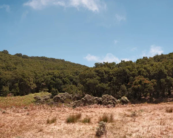 Açık mavi bir gökyüzünün altında altın bir çayırın etrafında yoğun yeşil bir ormanı barındıran bir manzara. Doğa, açık hava maceraları, seyahatler ve sakin ortamları tasvir etmek için mükemmel. Reklamlar için ideal