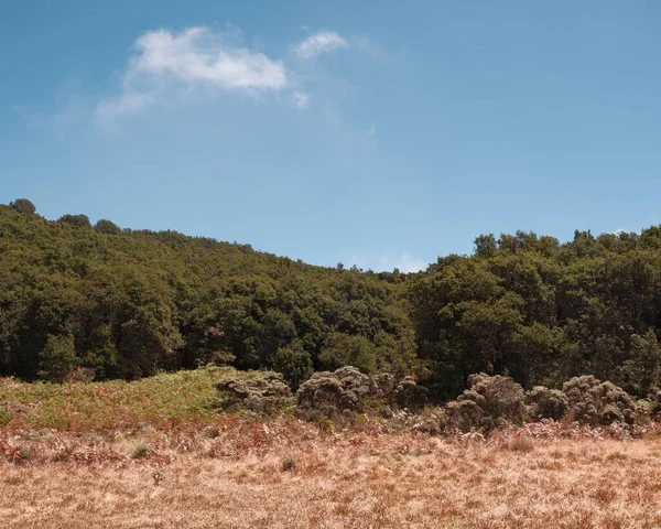Yoğun yeşil ormanı olan sakin bir manzara tek bulutlu açık mavi gökyüzünün altında kuru çimlerle buluşuyor. Kullanılan doğa, çevre ve dinginlik temaları için ideal