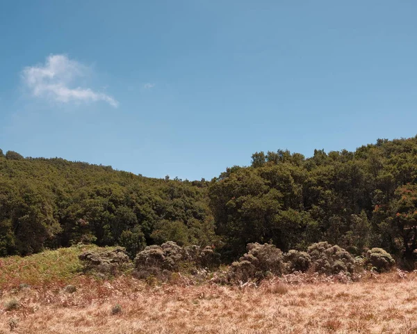 Kendini huzurlu bir manzaraya daldır. Bu sahnede yeşil orman ve açık gökyüzü manzarası sergileniyor. Seyahat, doğa, çevre, koruma ve geçmiş kullanımı için mükemmel. Doğa projeleri için ideal