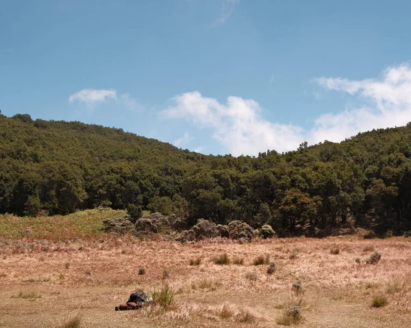 Bereketli bir orman ve altın bir tarla ile kaplı bir dağ manzarası. Sakin ve huzurlu. Seyahat, doğa ve macera teması için ideal. Arka plan için mükemmel.