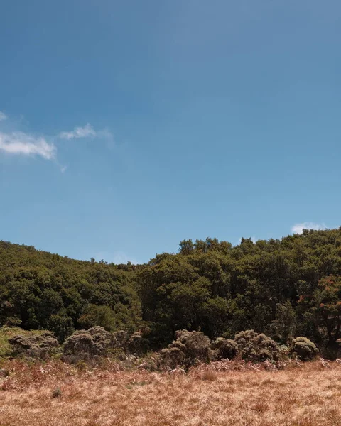 Doğanın dingin güzelliğini yakala. Bu görüntü yuvarlanan tepeler, altın çimenler ve açık mavi bir gökyüzü içerir. Seyahat, çevre ya da açık hava projeleri için mükemmel. Doğayı getirin.