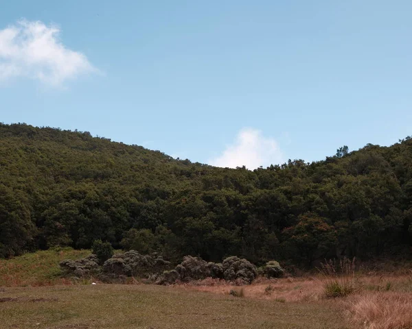 Bu manzarayla doğanın güzelliğini yakala. Ağaçlar ve otlarla kaplı bir yamaç. Doğa, keşif, macera, seyahat, açık hava eğlencesi ve kaçış konuları için idealdir.