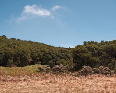 Yoğun yeşil ormanı olan sakin bir manzara tek bulutlu açık mavi gökyüzünün altında kuru çimlerle buluşuyor. Kullanılan doğa, çevre ve dinginlik temaları için ideal