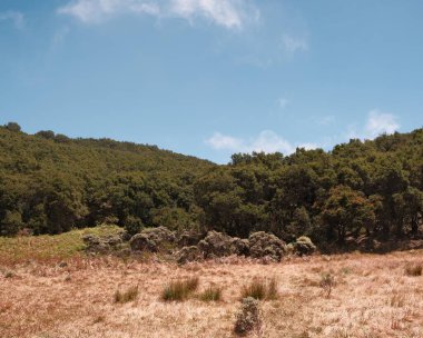 Açık mavi bir gökyüzünün altında altın bir çayırın etrafında yoğun yeşil bir ormanı barındıran bir manzara. Doğa, açık hava maceraları, seyahatler ve sakin ortamları tasvir etmek için mükemmel. Reklamlar için ideal