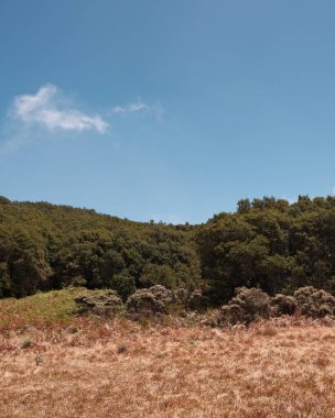 Güneşli bir çayırlık altın çimen tek bir bulutla açık mavi gökyüzünün altında yemyeşil bir yamaçtaki ormana yol verir. Seyahat, doğa ya da açık hava macera temaları için mükemmel. Sakin ve sakin