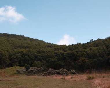 Bu manzarayla doğanın güzelliğini yakala. Ağaçlar ve otlarla kaplı bir yamaç. Doğa, keşif, macera, seyahat, açık hava eğlencesi ve kaçış konuları için idealdir.