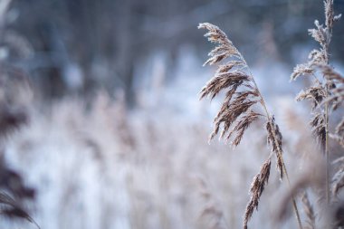Kışın dinginliğini yakalayın. Buzlu çimenler rüzgarda hafifçe sallanırken.