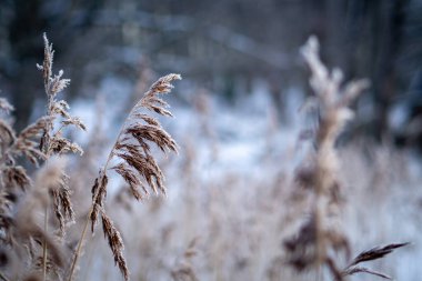 Soğuk kamışlı ve yumuşak karlı sakin kış manzarası