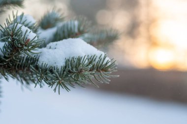 Çam ağacı dalları ve gün batımıyla kaplı sakin kış manzarası