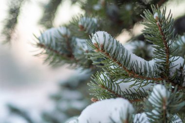 Serene karla kaplı çam dalları kış sükuneti ve doğal güzelliği çağrıştırıyor.