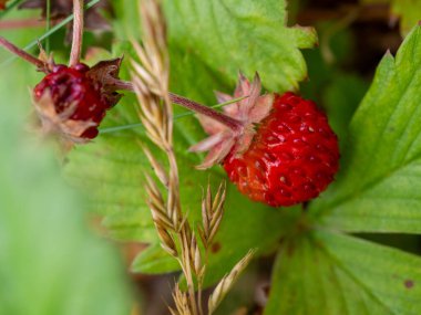 Yeşillik yeşil yaprak sapından sarkan sulu olgun çilek