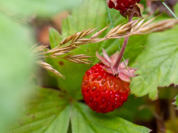 Doğal ortamında yemyeşil yapraklarla çevrili olgun yabani çilek.