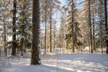 Karla kaplı ağaçlar ve soğuk zeminli sakin kış harikalar diyarını tecrübe edin.