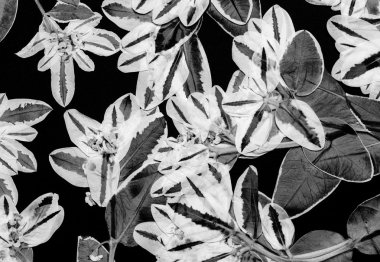 Siyah preslenmiş çiçek