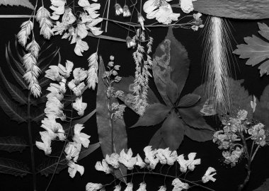 Preslenmiş kır çiçekleri