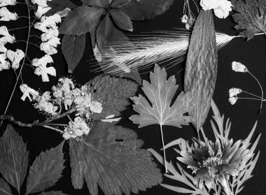 Preslenmiş kır çiçekleri