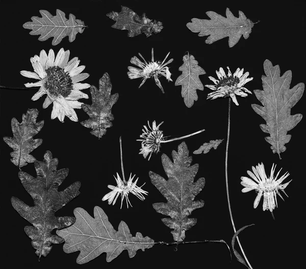 Pressed flowers on black — Stock Photo, Image