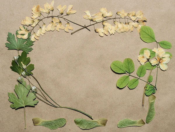 Pressed flowers on paper — Stock Photo, Image