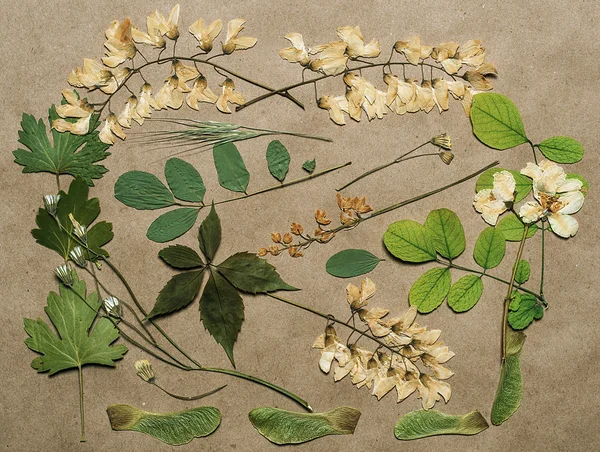 Pressed flowers on paper — Stock Photo, Image