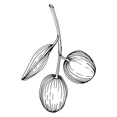 Zeytin eskiz elemanı. Zeytin dalları izole edilmiş. Vektör el çizimi çizimi.