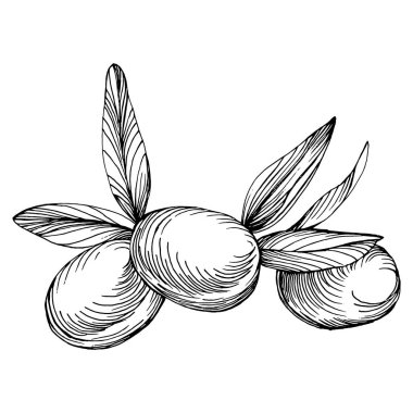 Zeytin eskiz elemanı. Zeytin dalları izole edilmiş. Vektör el çizimi çizimi.