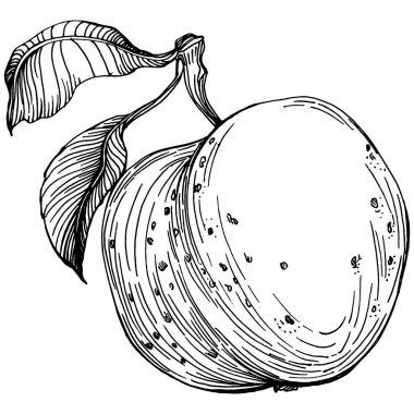 Şeftali eskiz vektörü izole edildi. El çizimi illüstrasyon meyvesi. Yaz yemekleri oymalı eski moda. Detaylı vejetaryen eskizi. Tasarım logonuz için harika, amblem, etiket, poster, baskı, menü