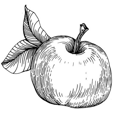 Şeftali eskiz vektörü izole edildi. El çizimi illüstrasyon meyvesi. Yaz yemekleri oymalı eski moda. Detaylı vejetaryen eskizi. Tasarım logonuz için harika, amblem, etiket, poster, baskı, menü