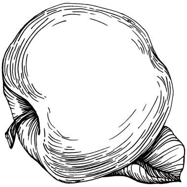 Şeftali eskiz vektörü izole edildi. El çizimi illüstrasyon meyvesi. Yaz yemekleri oymalı eski moda. Detaylı vejetaryen eskizi. Tasarım logonuz için harika, amblem, etiket, poster, baskı, menü