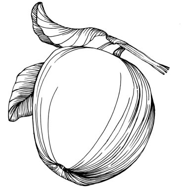 Apple meyve çizim vektörü. İşlenmiş organik gıda. Beyaz arkaplanda siyah beyaz elma ögesi.