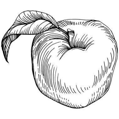 Apple meyve çizim vektörü. İşlenmiş organik gıda. Beyaz arkaplanda siyah beyaz elma ögesi.