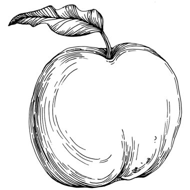 Apple meyve çizim vektörü. İşlenmiş organik gıda. Beyaz arkaplanda siyah beyaz elma ögesi.