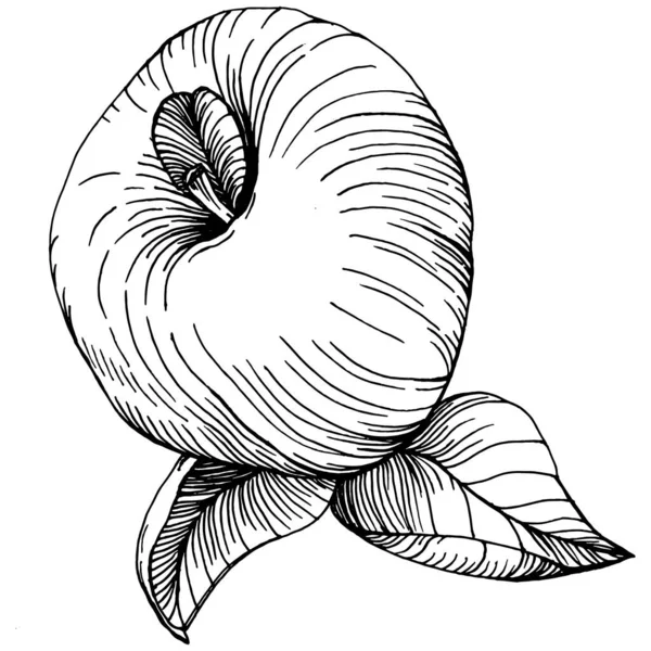 Şeftali eskiz vektörü izole edildi. El çizimi illüstrasyon meyvesi. Yaz yemekleri oymalı eski moda. Detaylı vejetaryen eskizi. Tasarım logonuz için harika, amblem, etiket, poster, baskı, menü