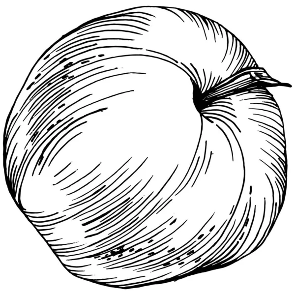 Peach Vecteur Croquis Isolé Illustration Dessinée Main Nourriture Été Style — Image vectorielle