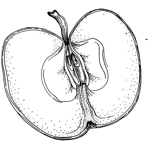 Şeftali eskiz vektörü izole edildi. El çizimi illüstrasyon meyvesi. Yaz yemekleri oymalı eski moda. Detaylı vejetaryen eskizi. Tasarım logonuz için harika, amblem, etiket, poster, baskı, menü