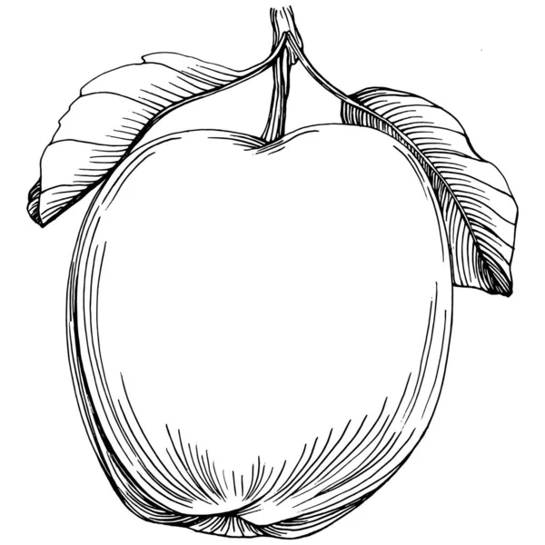 Croquis Fruits Pomme Vecteur Dessin Aliments Biologiques Isolés Gravés Elément — Image vectorielle