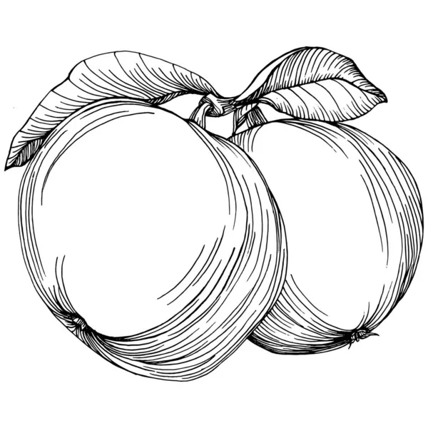 アップルフルーツスケッチ図ベクトル 隔離された有機食品を刻ま 白の背景に黒の白いリンゴの要素 — ストックベクタ