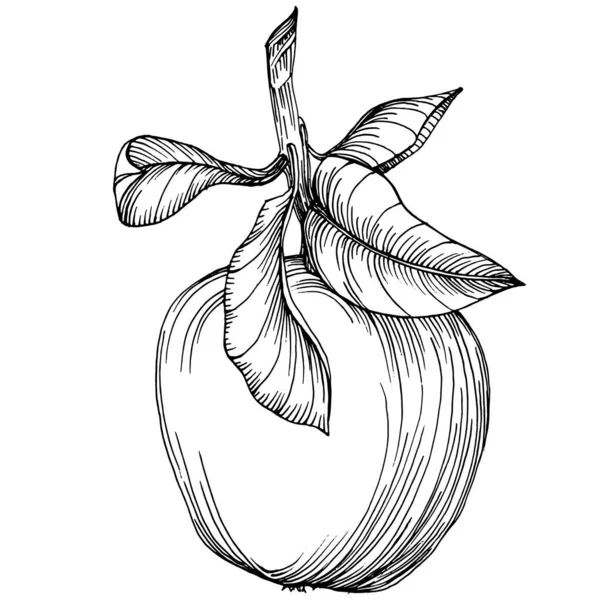 Вектор Малювання Фруктів Apple Вирощується Ізольована Органічна Їжа Чорний Білий — стоковий вектор