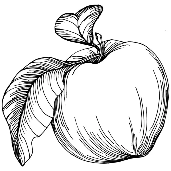 Croquis Fruits Pomme Vecteur Dessin Aliments Biologiques Isolés Gravés Elément — Image vectorielle
