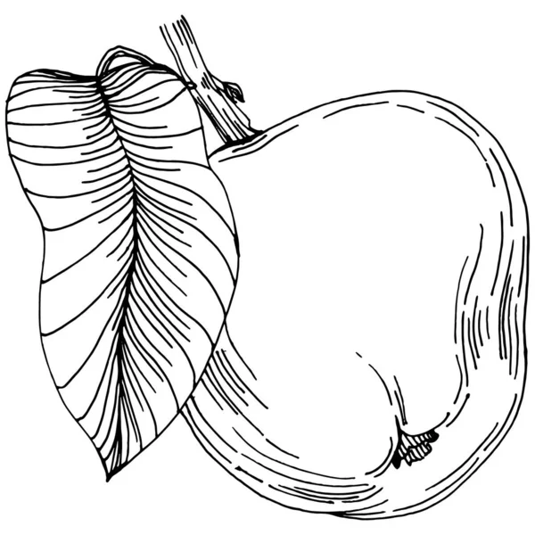 Вектор Рисования Яблочных Фруктов Выгравированная Изолированная Органическая Еда Черно Белый — стоковый вектор