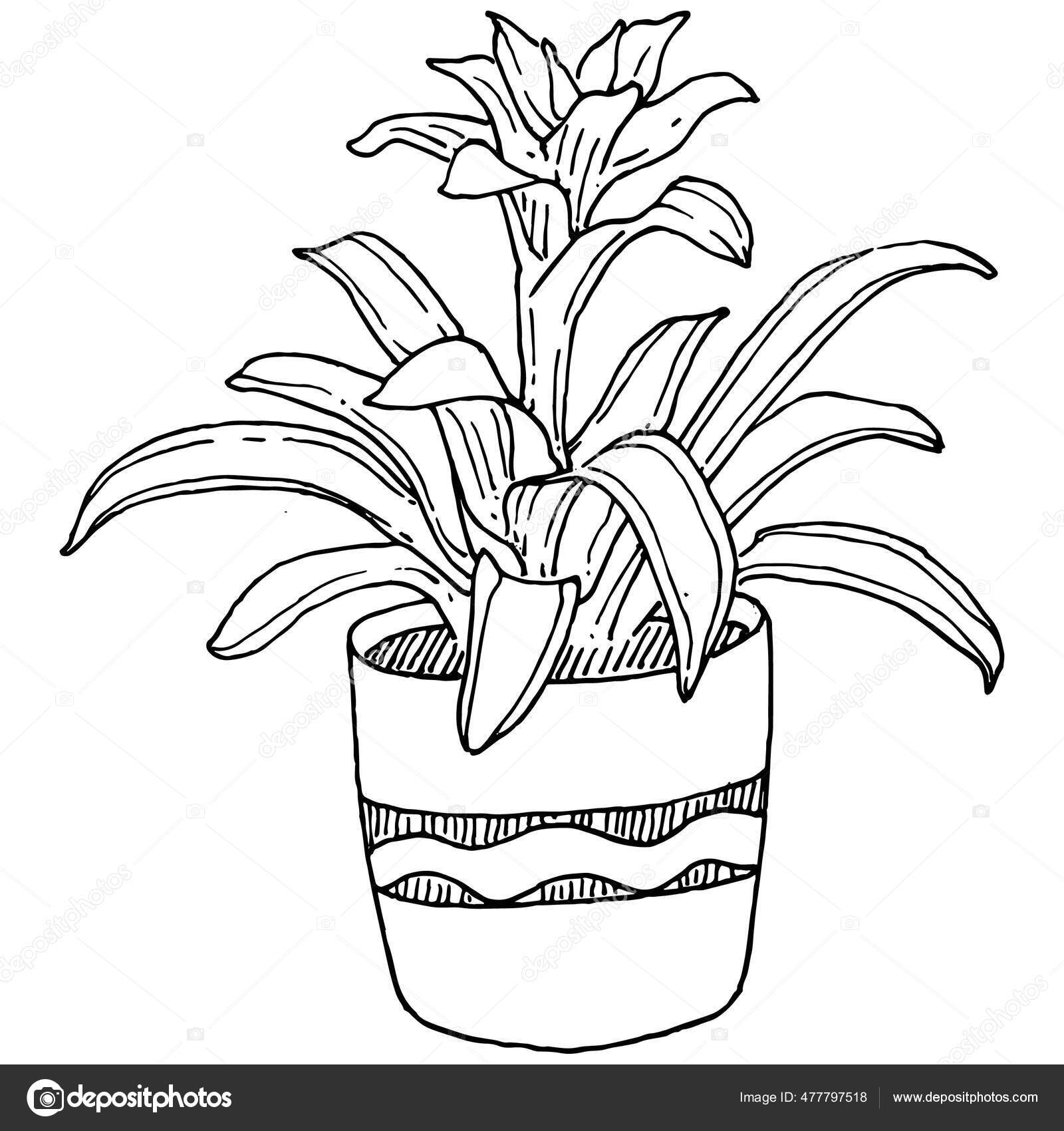 Cute flower in pot drawing decorative Royalty Free Vector